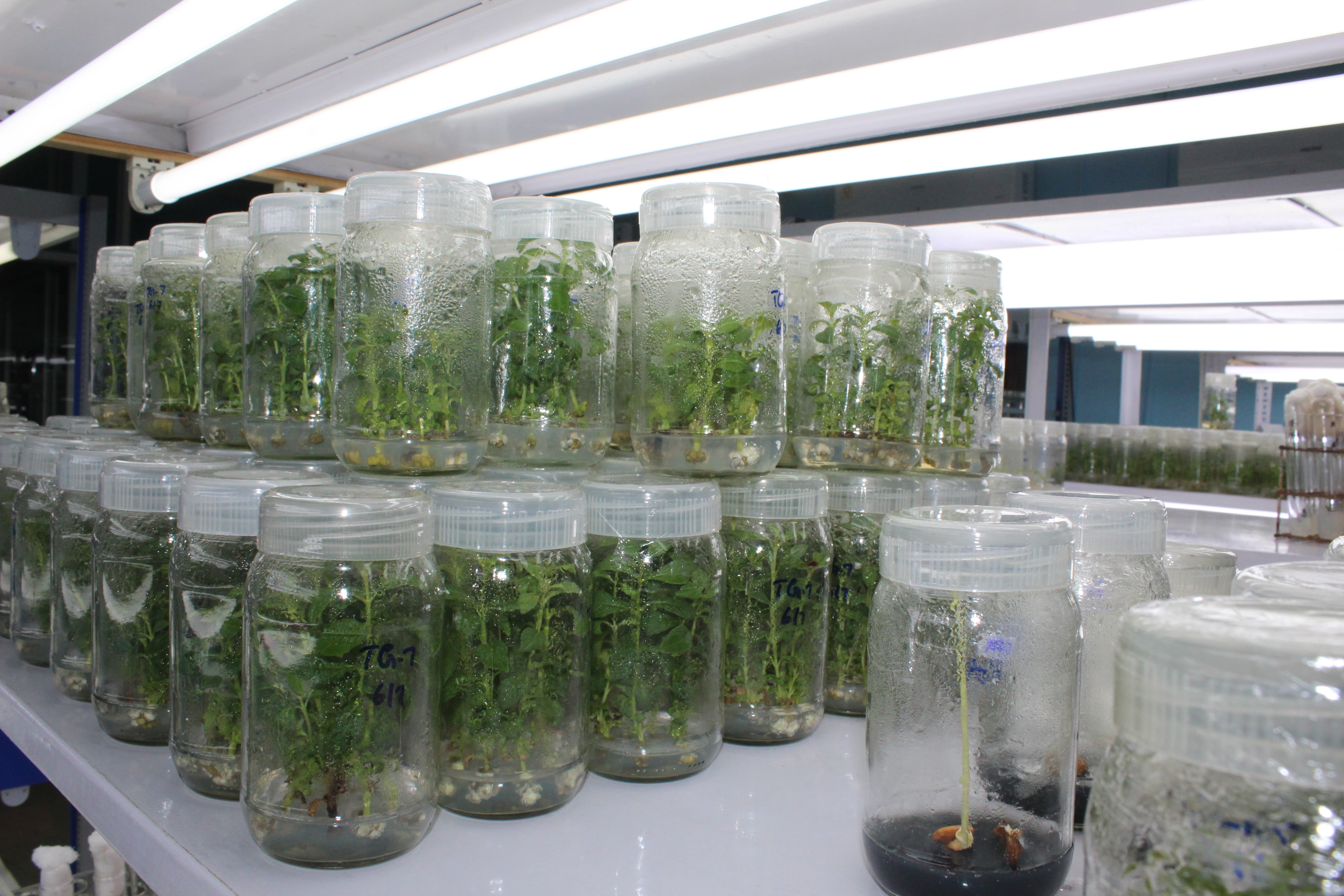 Customize Tissue Culture Rack | Customized Biotech & Laboratory Racks